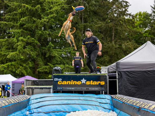 A dog leaps to catch a toy during a Canine Stars performance at a park event.
