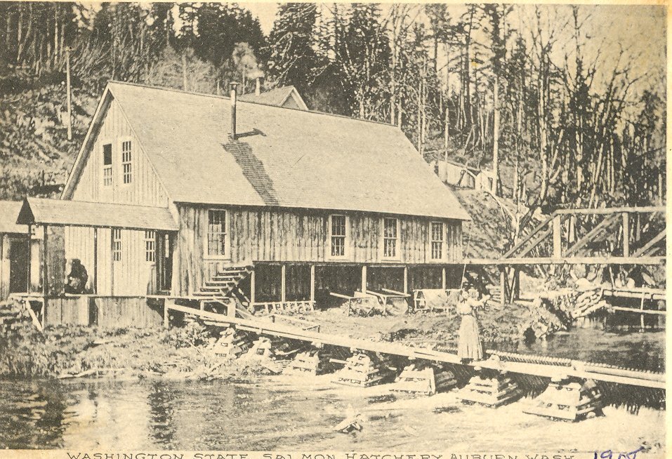 Woman posing at the salmon hatchery on Soos Creek in Auburn, c. 1901.