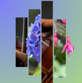 Collage of blue flowers, a string instrument and a pink fuchsia bloom against a blue-green background.