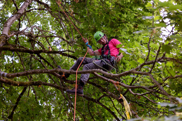A helmeted arborist uses ropes while working high in the branches of a leafy tree.