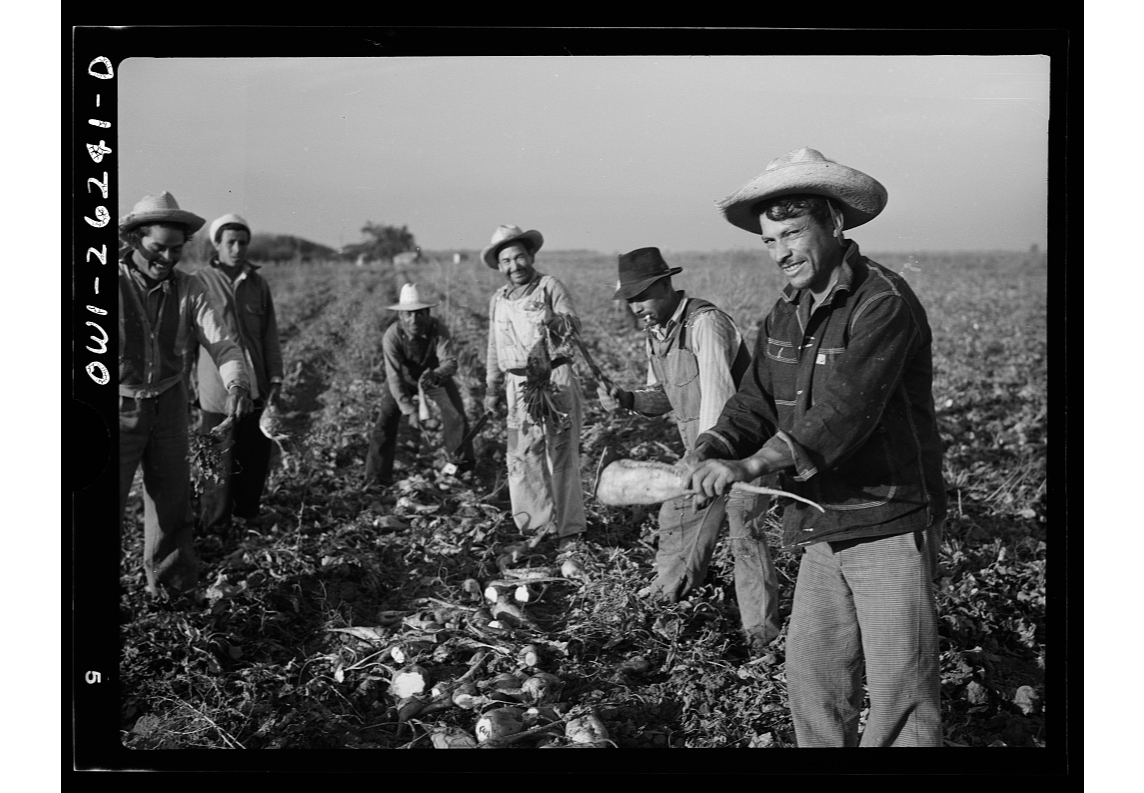 Historic black-and-white photo of farmworkers harvesting crops in a field.