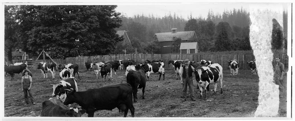 Historic black-and-white photo of cattle and several people gathered in a fenced field in Auburn.