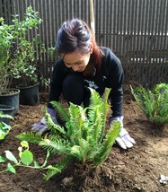 Girl planting a fern the ground