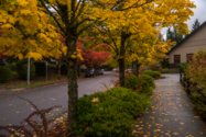 Trees in fall colors of green, yellow and red line a street; additional trees are in the background and foreground of a building
