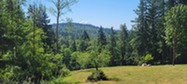 Image from Cougar Mountain with grass and trees and mountains in the background