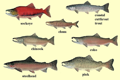 Salmon ID