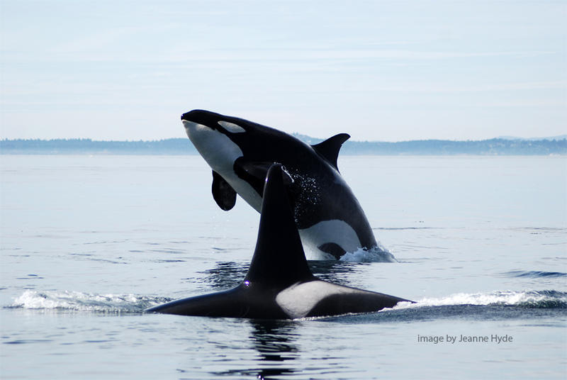 Orcas cropped