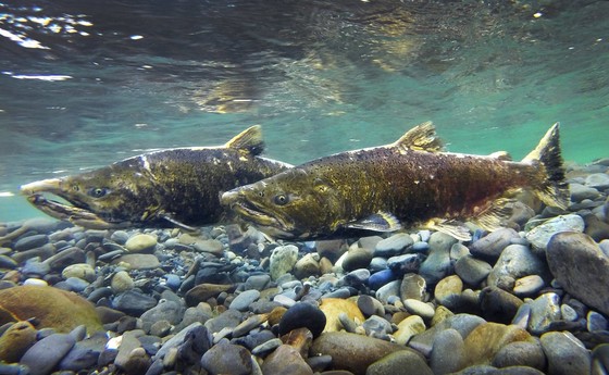 Elwha Salmon