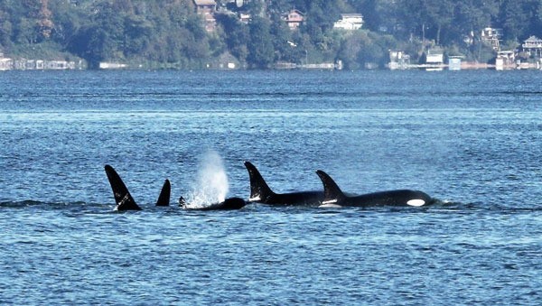 Orcas off South Whidbey 