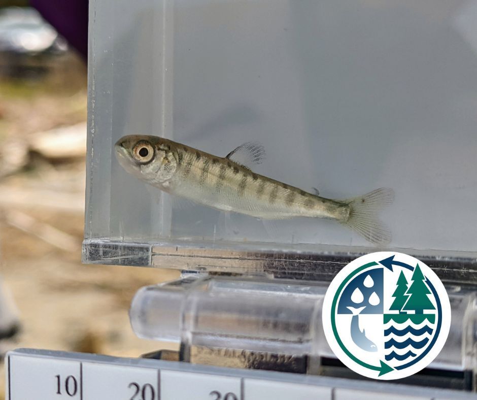 Picture of a fry (baby salmon)