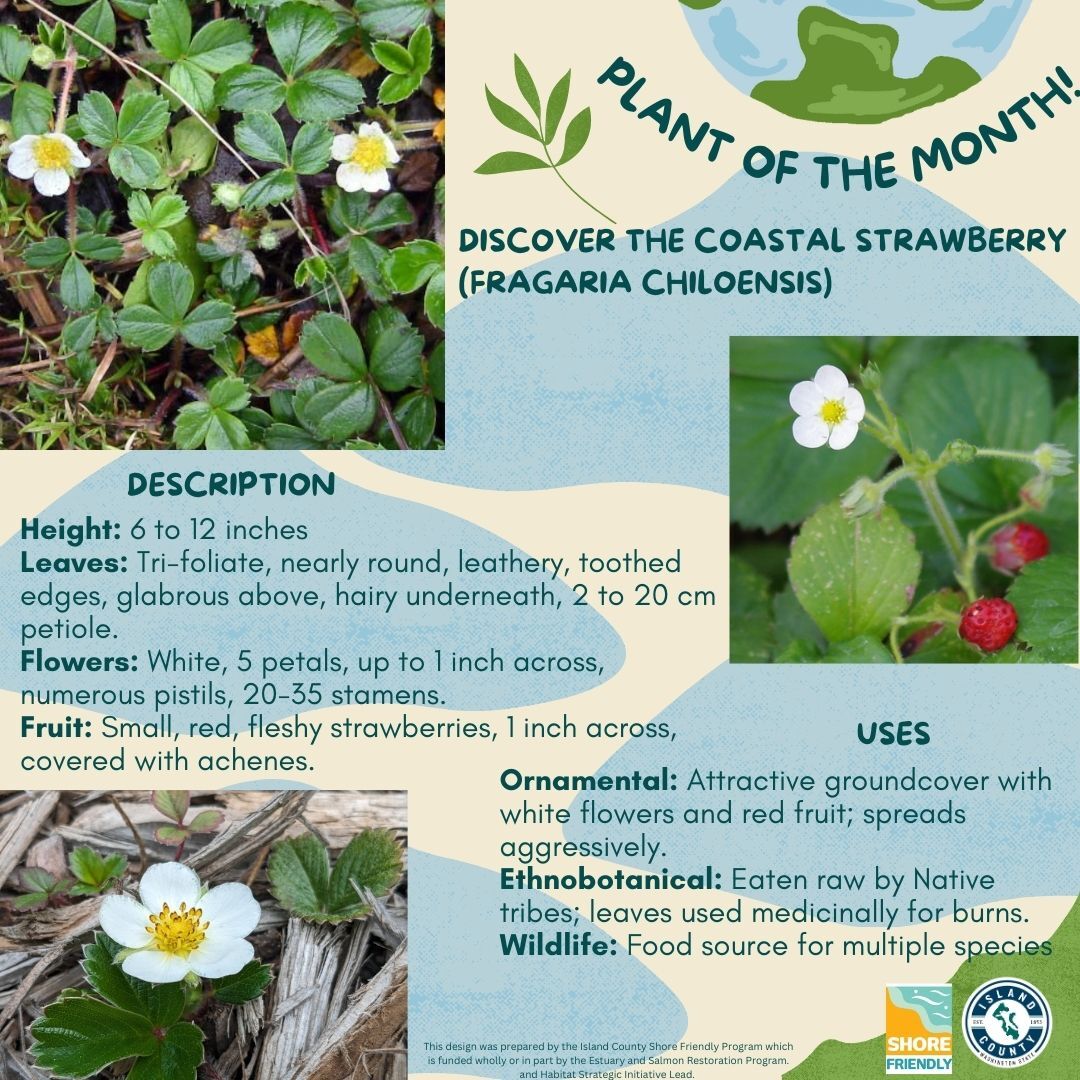 Strawberry Plant Graphic