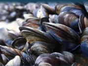 Mussels picture