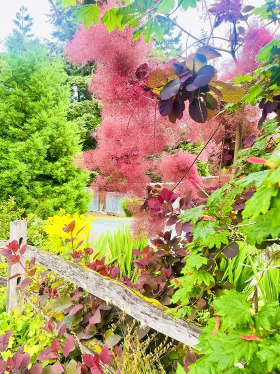 June 20 Newsletter Photo