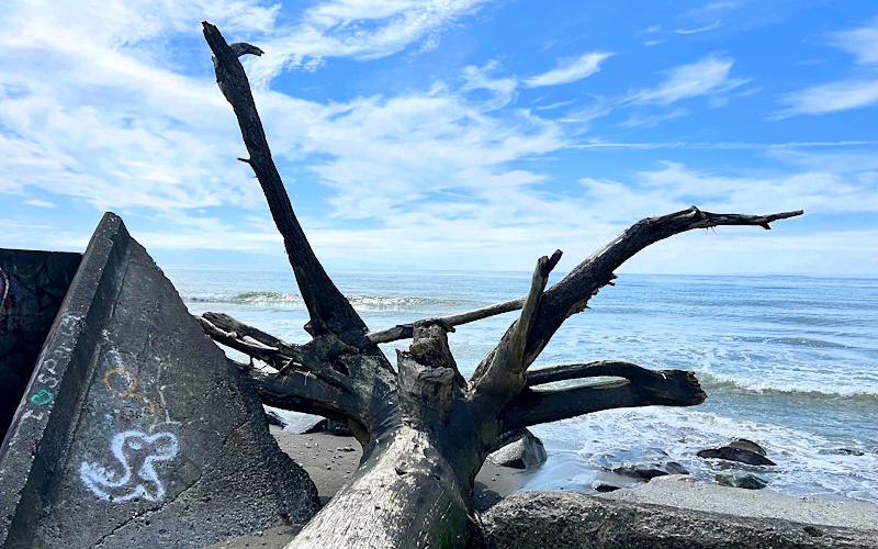 08152025 Newsletter Photo Joseph Whidbey State Park