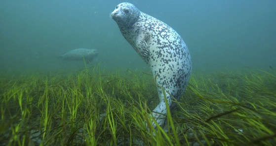 Harbor Seal