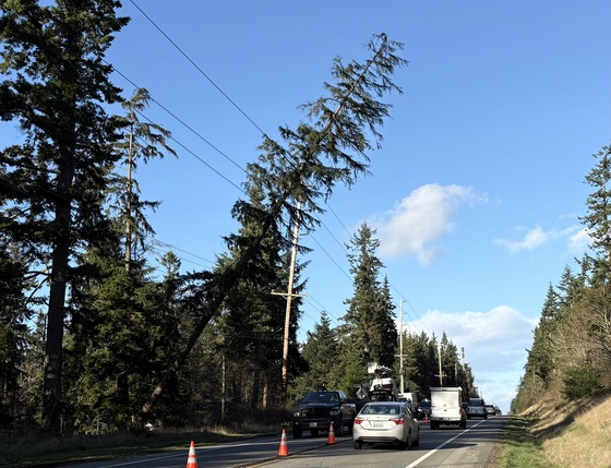 Storm aftermath, Wednesday: tree supported by electrical wires, SR 525 north of Greenbank