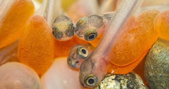 Coho Salmon Larvae