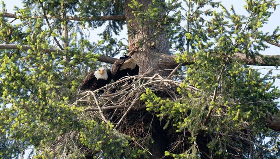 Happy Arbor Day. Photo by Linda LaMar.