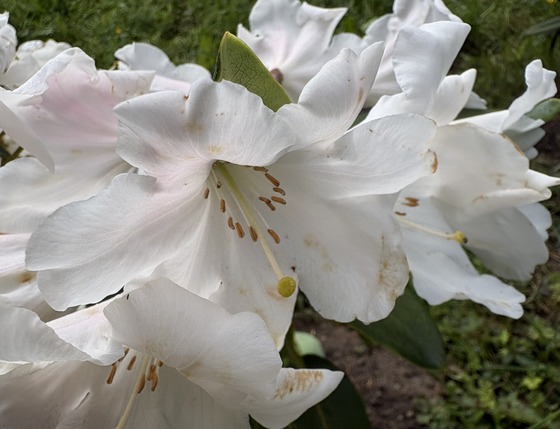 rhododendrons