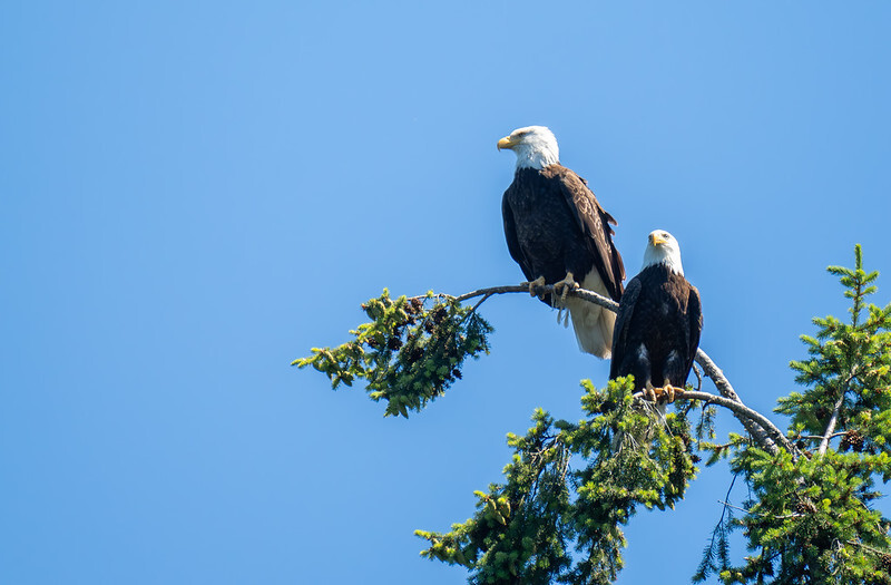 Bald Eagles