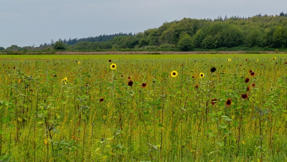 A Field of Sunflowers
