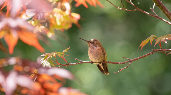 Hummingbird on Branch