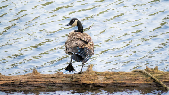 Goose