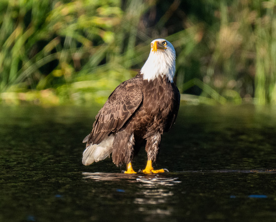 Photo by Linda LaMar