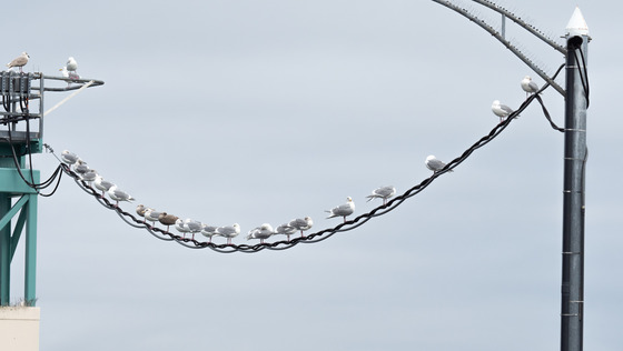 Seagulls on a Wire