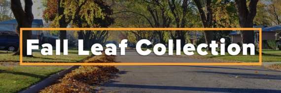 Fall Leaf Collection