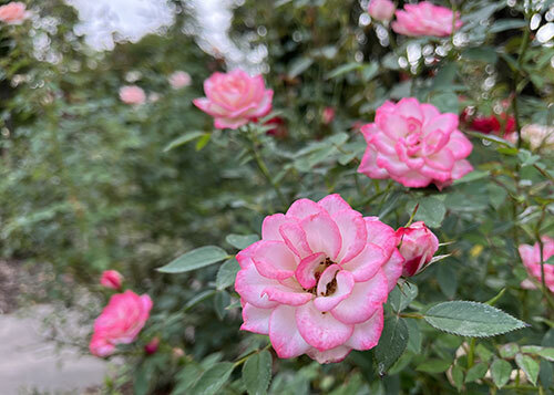 Roses growing at the Pioneer Park Rose Garden - light pinkish white in the center of the petals and deep pink around the edges