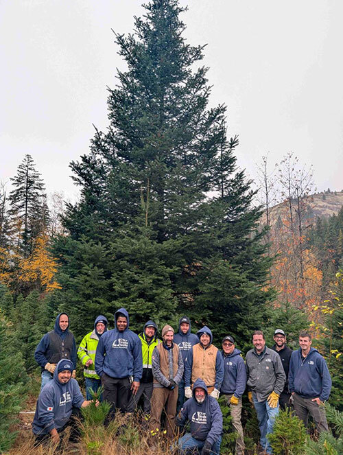 13 people stand in front of a tall fir tree before harvesting it