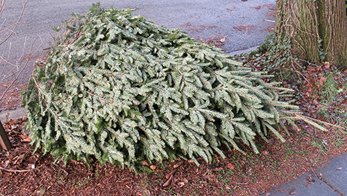 A holiday tree lying next to a curb