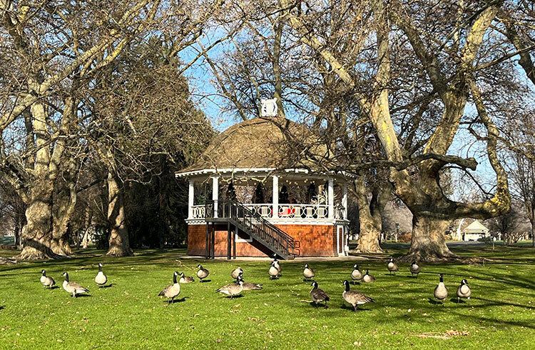 Canada geese walk and sit on the grass near the Pioneer Park band stand with morning sunlight illuminating the trees around it