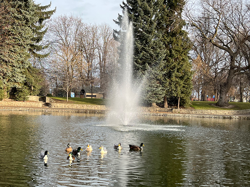 Eight ducks float on the water in the main pond at Pioneer Park with a fountain spraying water into the air