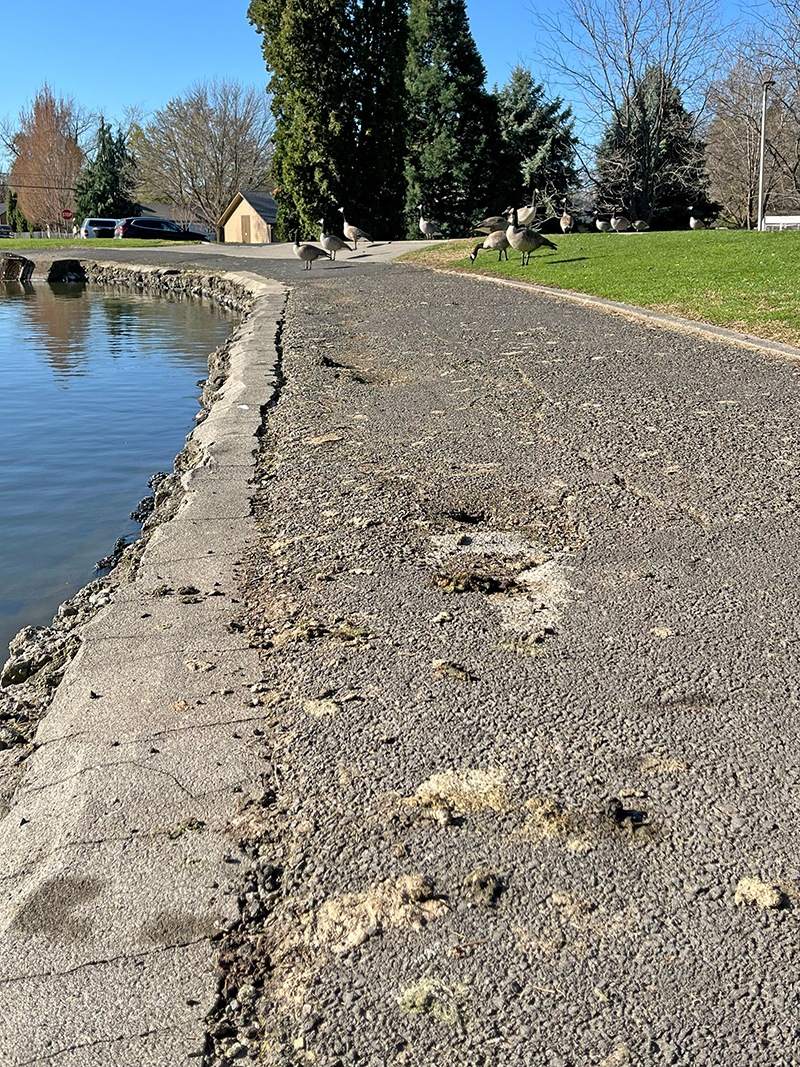 Part of the path around the Pioneer Park main pond, with numerous goose droppings on it, and a flock of geese in the background