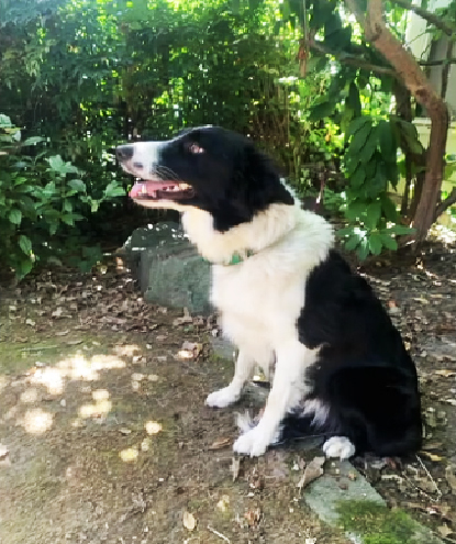 Black-and-white border collie
