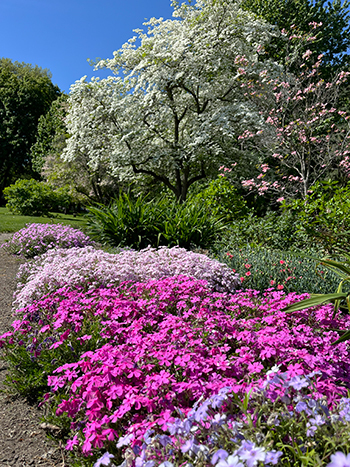 Trees with green leaves in the background, a tree with white flowers in the midground, and plants with pink and fuchsia flowers in the foreground