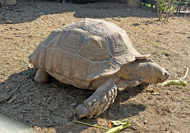 A tortoise stands in the sunlight