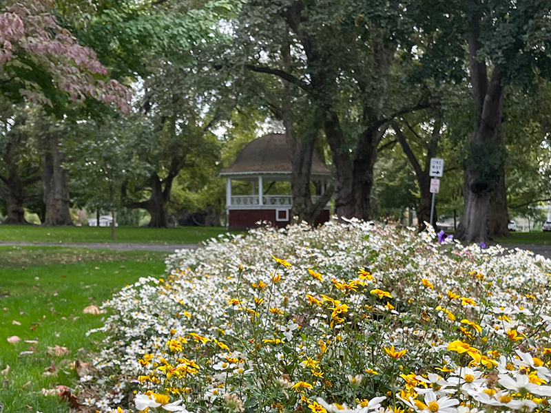 Yellow and white flowers in the lower foreground, with the Pioneer Park circle and band stand in the background