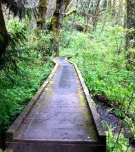 Trail in Forest