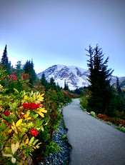 Mt. Rainer scenery