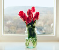 red tulips in front of window