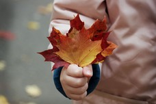 child holding maple leaves