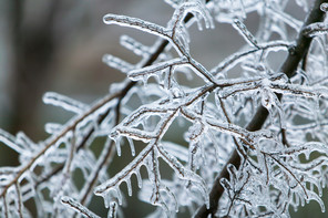 frozen tree branches