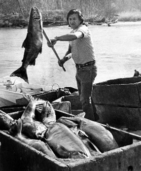 Black and white photo of Billy Frank, Jr. fishing the Nisqually River, 1973. Standing on shore, spearing a large fish onto a huge pile of salmon.