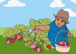 Girl in a blue dress, sunhat and brown pigtails picks and fills a basket with bright red and pink strawberries, blue sky and green fields behind her.