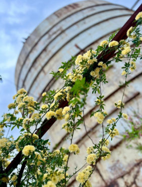 photo of yellow flowers and a barn in the back 