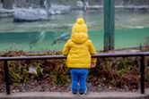 child in a yellow puffy jacket watching penguins in the water at a zoo