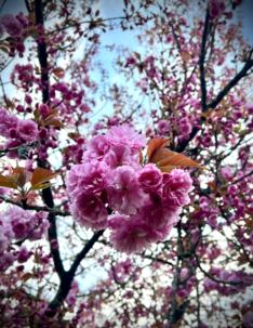 photo of a cheer blossom tree